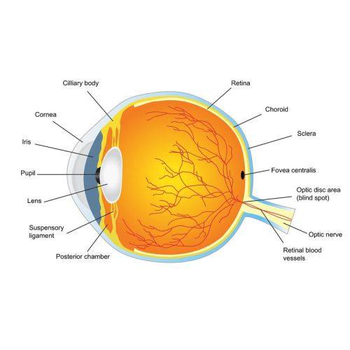 郎莉莉医生技术优势