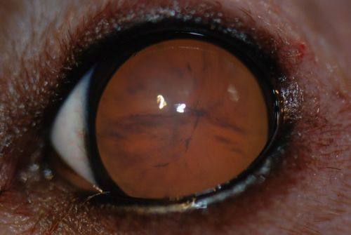 重庆医 科 大学附属永川医院眼科医生团队实力强大及骨干医生简介